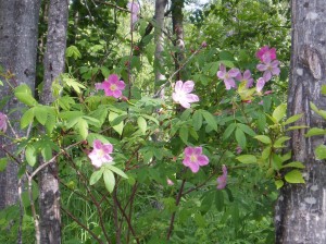 Wild Roses.2