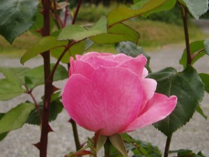 Pink Roses-2009 012