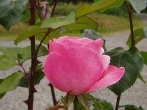 Pink Roses-2009 012